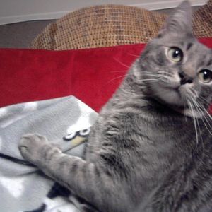 Meet your Posher, Hong